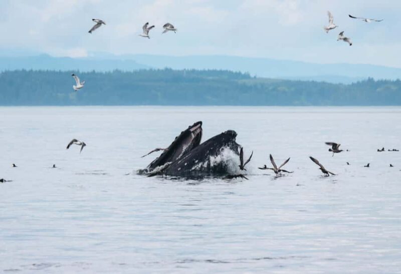 Telegraph Cove: Full-Day Trip Kayaking Tour - The Sum Up