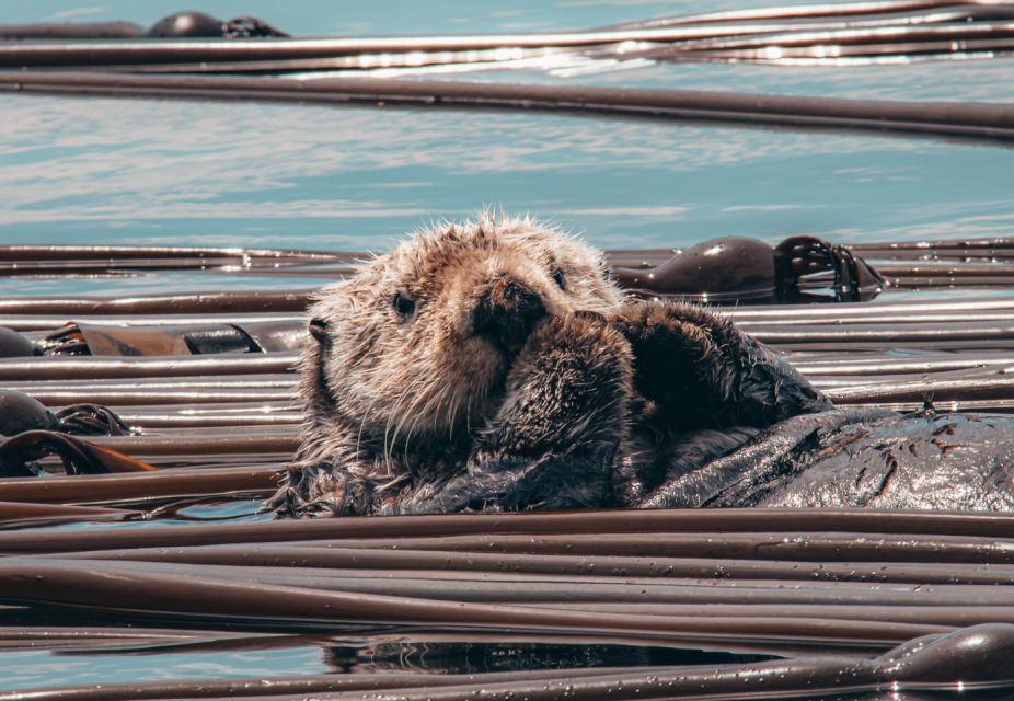Telegraph Cove: Half-Day Whale Watching Tour - Practical Information