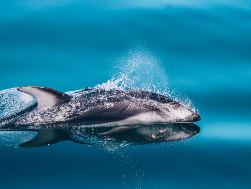 Telegraph Cove: Half-Day Whale Watching Tour - Whale Sighting Guarantee