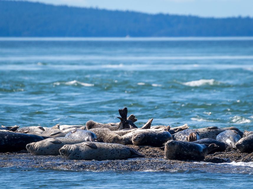 Telegraph Cove: Half-Day Whale Watching Tour - Cancellation Policy