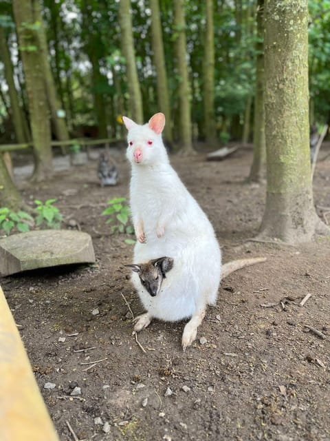 TELFORD: Hoo Zoo and Dinosaur World Entry Ticket - Zoo Features and Attractions
