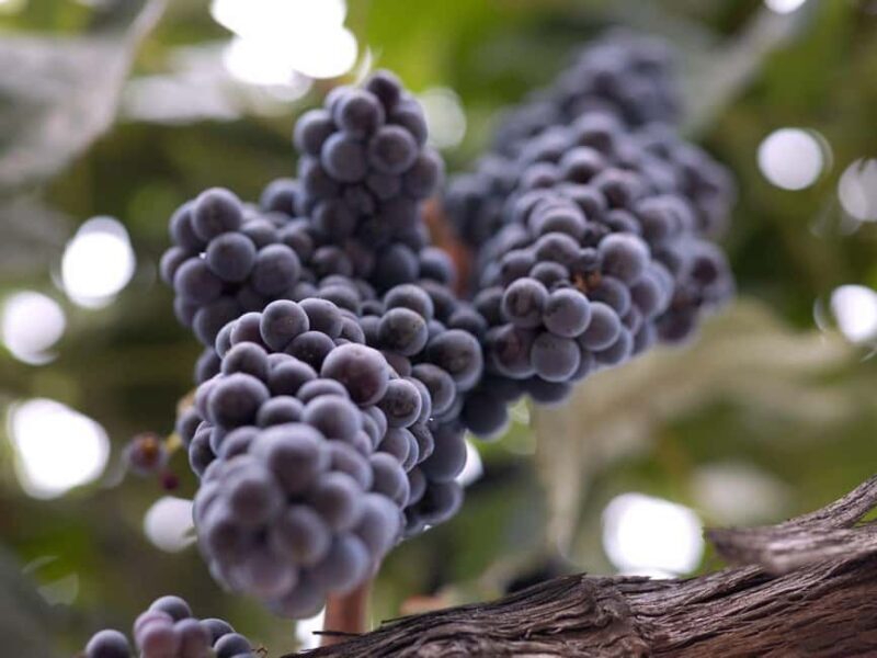 Temecula: 3-Winery Tour with Tastings and Lunch - What to Expect from the Temecula 3-Winery Tour