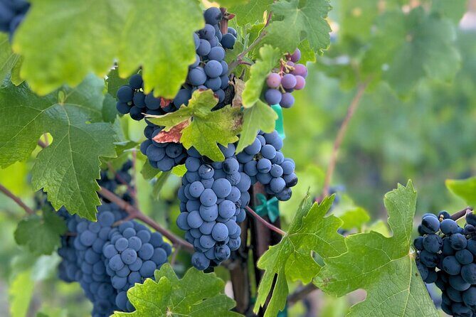 Temecula Treasures Wine Tour - The Practical Side: What to Expect