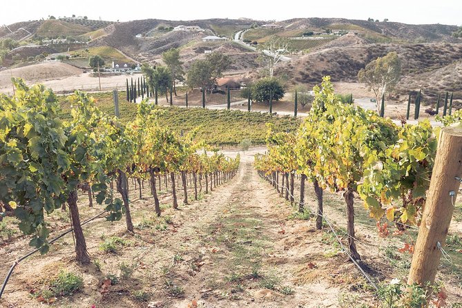 Temecula Valley Afternoon Wine Tour With Tastings and Cheeseboard - Guest Experiences