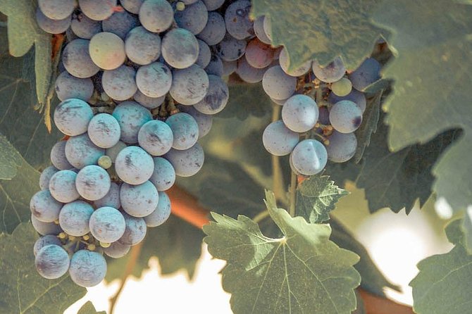 Temecula Valley Afternoon Wine Tour With Tastings and Cheeseboard - Transportation and Amenities