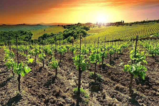 Temecula Wine Country Tour From San Diego - Behind-the-Scenes Tour