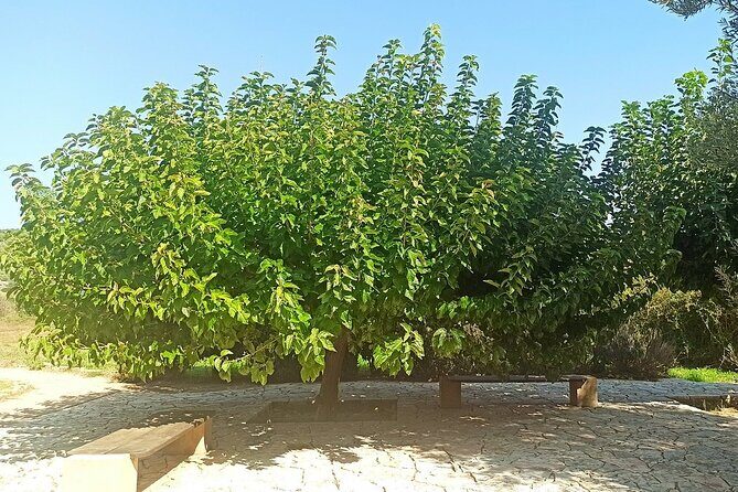 Temple of Artemis, Temple of Poseidon and Athens Riviera -Private - Why This Tour Offers Great Value