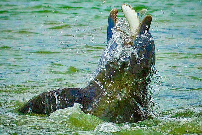 Ten Thousand Islands Eco/Dolphin Tour - A Closer Look at the Experience