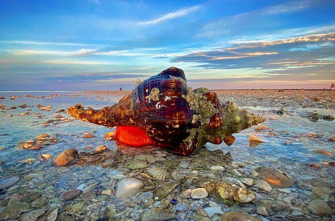 Ten Thousand Islands Eco/Dolphin Tour - FAQ