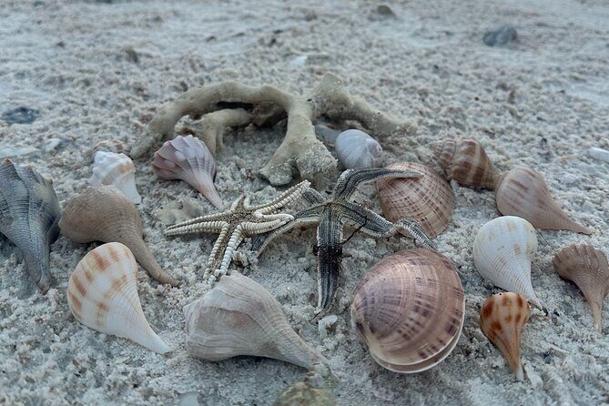 Ten Thousand Islands Sunset, Beach and Eco Tour - An Honest Look at the Experience