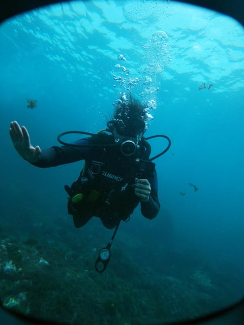 Tenerife - 2 Guided Dives for Certified Divers - Half Day - Key Points