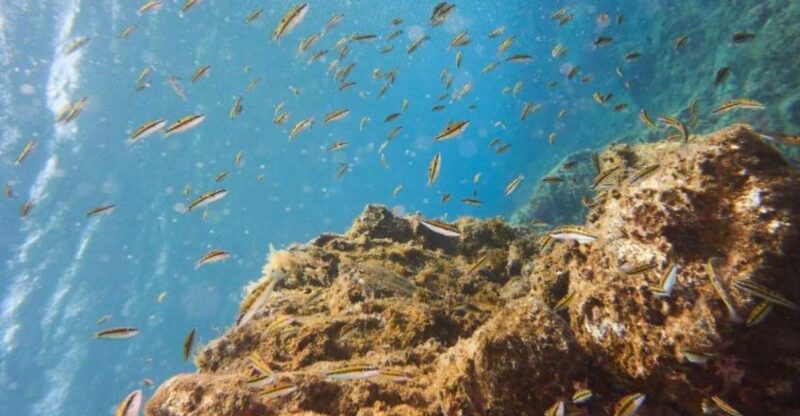 Tenerife: 3 Day/6 Dives Open Water Diver Course - Booking Information