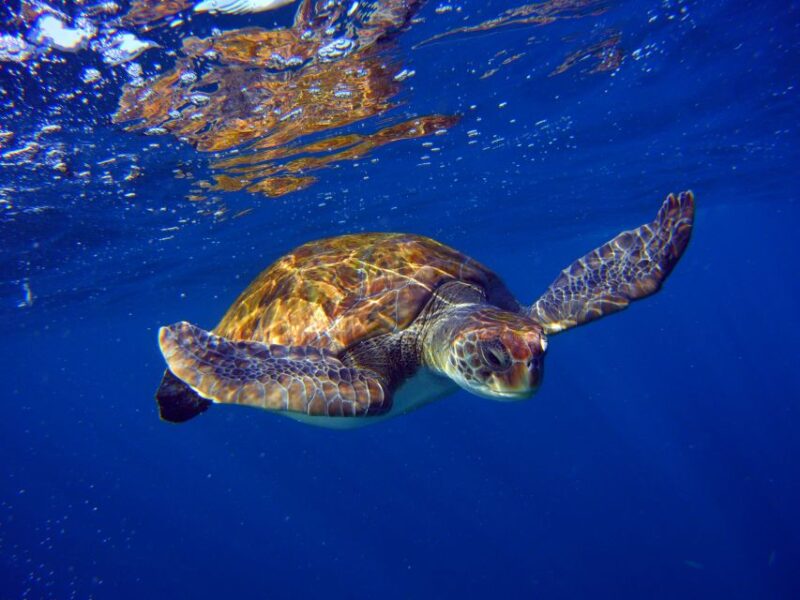 Tenerife: 3-Day Open Water Scuba Diver Course - Key Points
