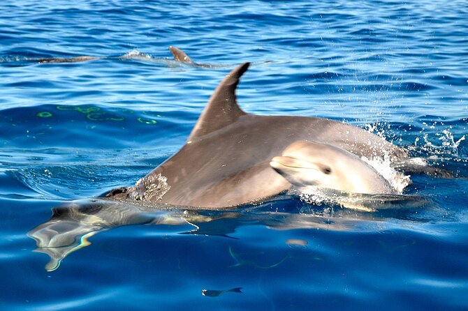 Tenerife 3-Hour Luxury Sailboat Tour With Bath and Food on Board - Meeting and Pickup Details