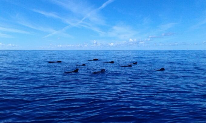 Tenerife: 5-Hour Whales and Dolphins Tour - Frequently Asked Questions