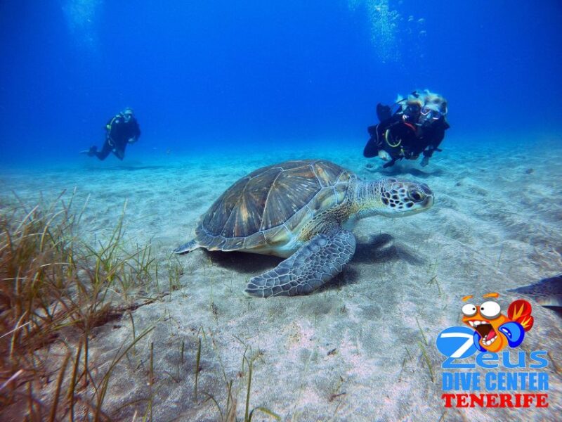 Tenerife: Abades Beach Beginner Diving Experience - Key Points