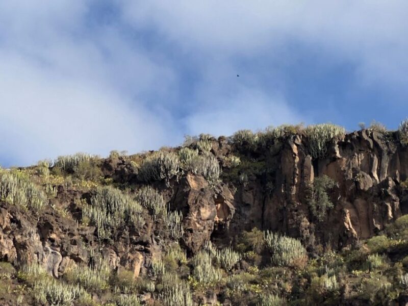 Tenerife: Barranco Del Infierno Guided Hiking Tour - Guided Adventure