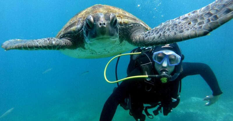 Tenerife: Beginners Scuba Dive Experience in Turtle Area - Encountering Marine Life