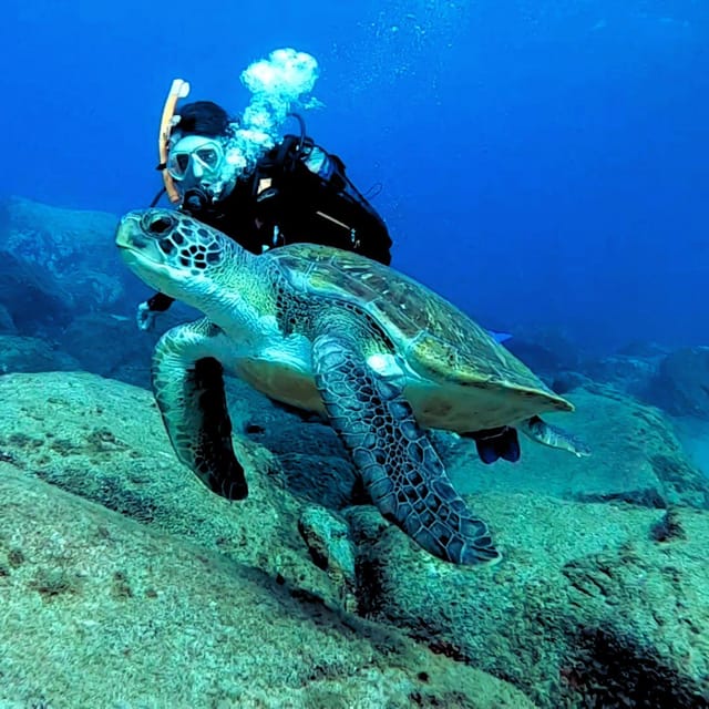 Tenerife: Beginners Scuba Dive Experience in Turtle Area - Dive Equipment and Safety Considerations