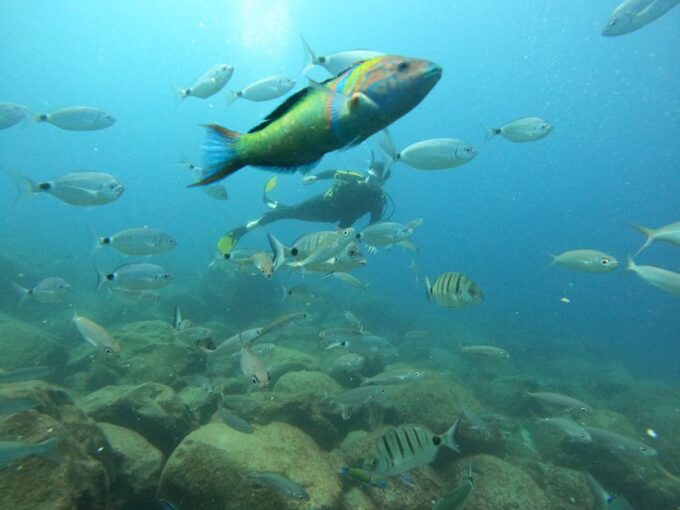 Tenerife: Beginners Scuba Dive Experience in Turtle Area - Group Size and Instructor Availability