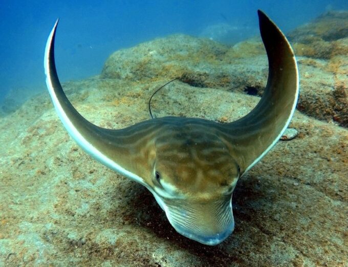 Tenerife: Beginners Scuba Dive Experience in Turtle Area - Additional Information and Restrictions