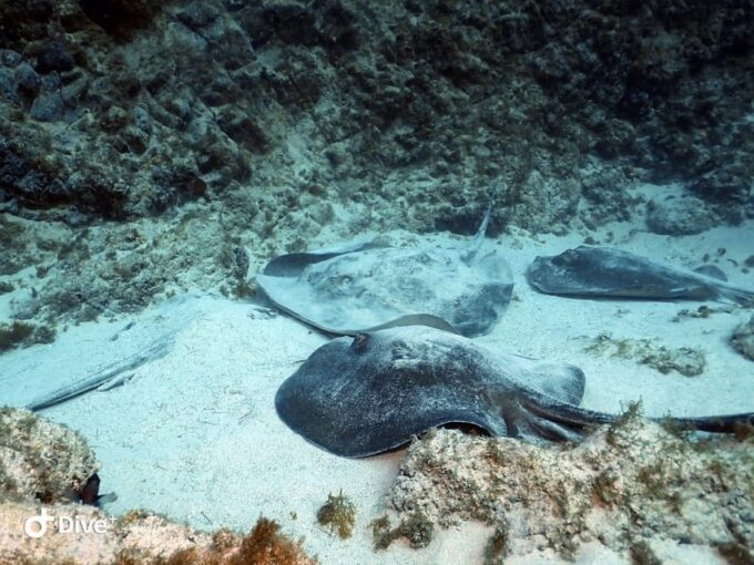 Tenerife: Beginners Scuba Dive Experience in Turtle Area - Frequently Asked Questions