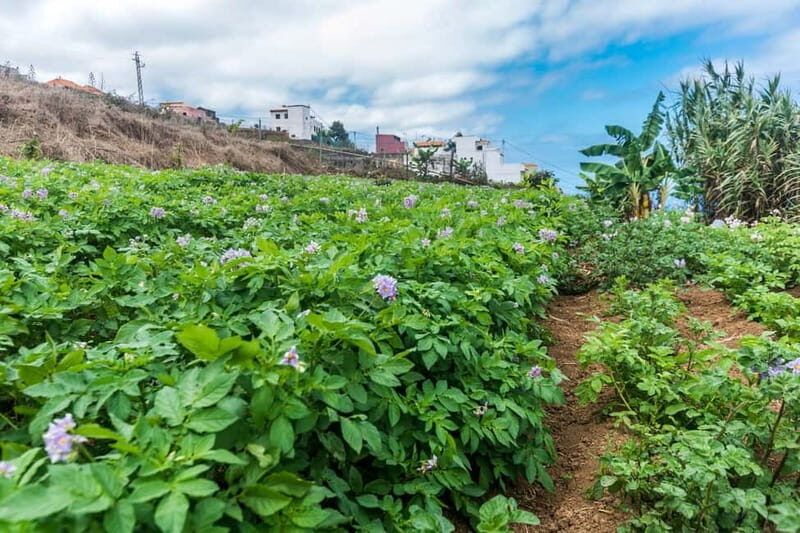 Tenerife: Canary History and Color Potatoes - An In-Depth Look at the Tour Experience