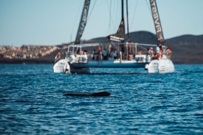 Tenerife: Catamaran Cruise With Brunch and Unlimited Drinks - Dolphin and Whale Watching