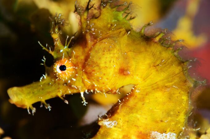 Tenerife: Discover Scuba Diving With Free Photos - Preparing for the Dive