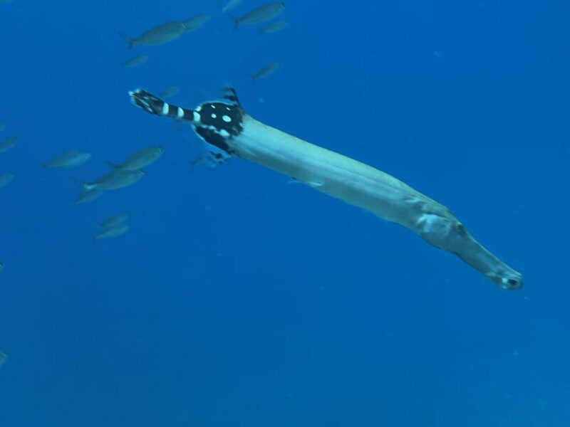 Tenerife: Diving License in One Day - Diving Equipment Provided