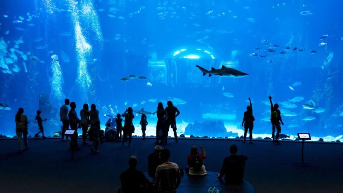 Tenerife: Gran Canaria Full-Day Guided Tour With Aquarium - Customer Experience: Feedback and Highlights