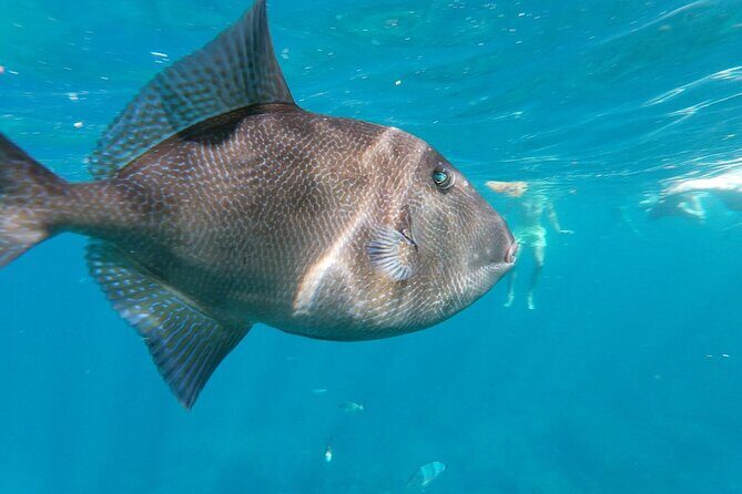 Tenerife: Guided kayak tour with snorkeling in a marine reserve - Who Should Consider This Tour?