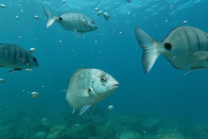 Tenerife: Guided kayak tour with snorkeling in a marine reserve - FAQ