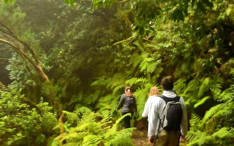 Tenerife: Guided tour guide in the Anaga Rural Park - Key Points