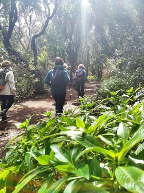 Tenerife: Guided tour guide in the Anaga Rural Park - The Guided Experience: Knowledgeable and Friendly