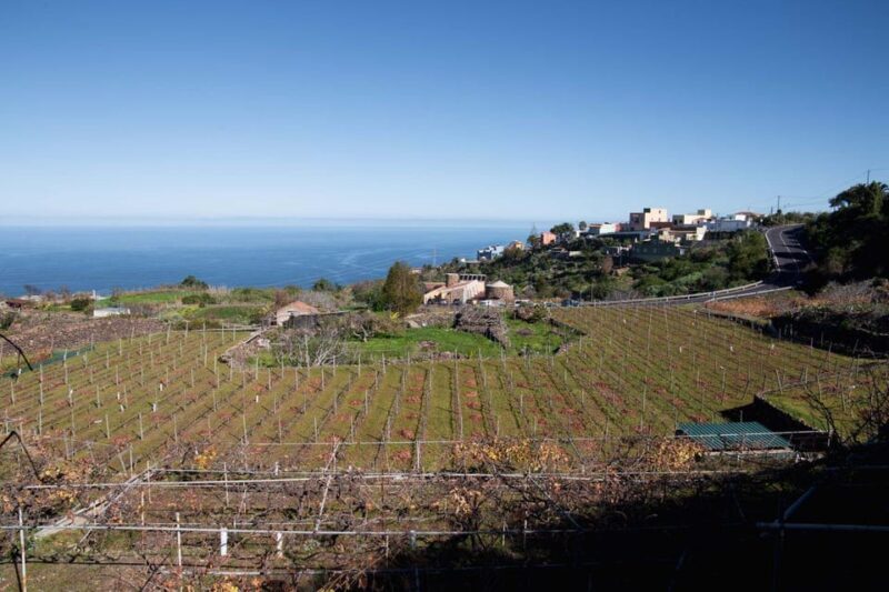 Tenerife: Guided tour with tasting of 6 wines - Practical Details and Value