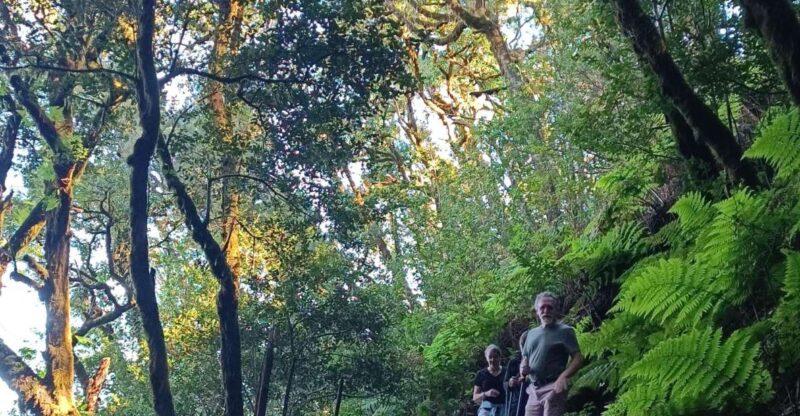 Tenerife: Hiking Tour Above Masca and Enchanted Forest - Key Points