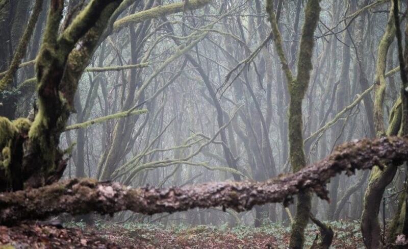 Tenerife: Hiking Tour Above Masca & Enchanted Forest - Key Points