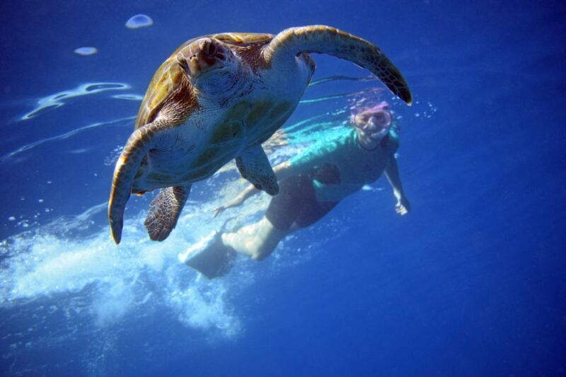 Tenerife: Kayak and Snorkel with Turtles, Wetsuits Included - An Introduction to the Experience