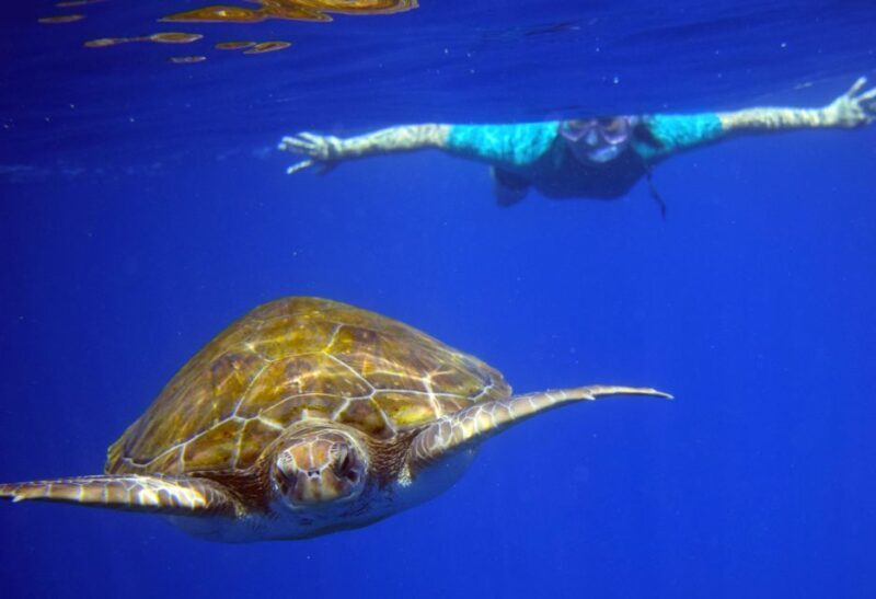 Tenerife: Kayak and Snorkel with Turtles, Wetsuits Included - FAQ