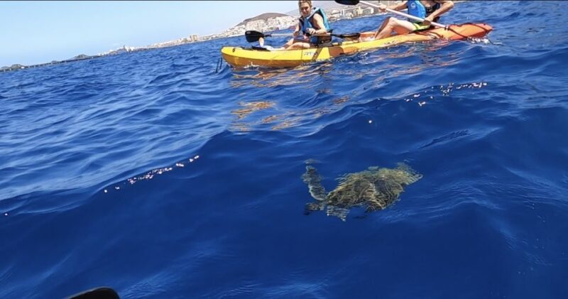 Tenerife: Kayak Safari and Sea Turtle Snorkeling with Photos - Key Points
