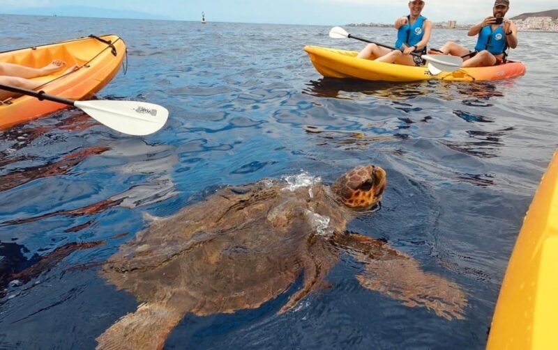 Tenerife: Kayak Safari and Sea Turtle Snorkeling with Photos - The Cost and Overall Value