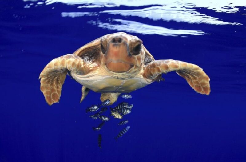 Tenerife: Kayak Safari and Sea Turtle Snorkeling with Photos - Who Should Consider This Tour?