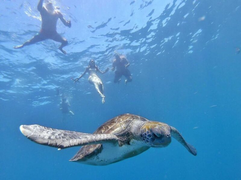 Tenerife: Kayak Safari and Sea Turtle Snorkeling with Photos - Frequently Asked Questions