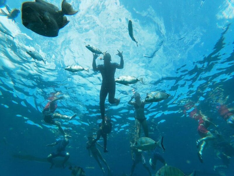 Tenerife: Kayak & Snorkeling, Marine Fauna Watching - Pricing and Booking Details