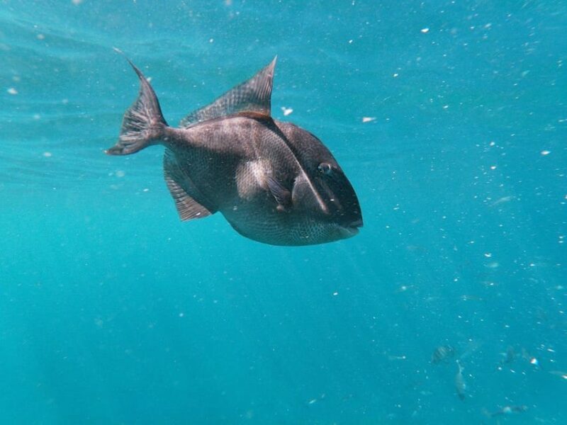 Tenerife: Kayak & Snorkeling, Marine Fauna Watching - Encounter With Dolphins and Turtles