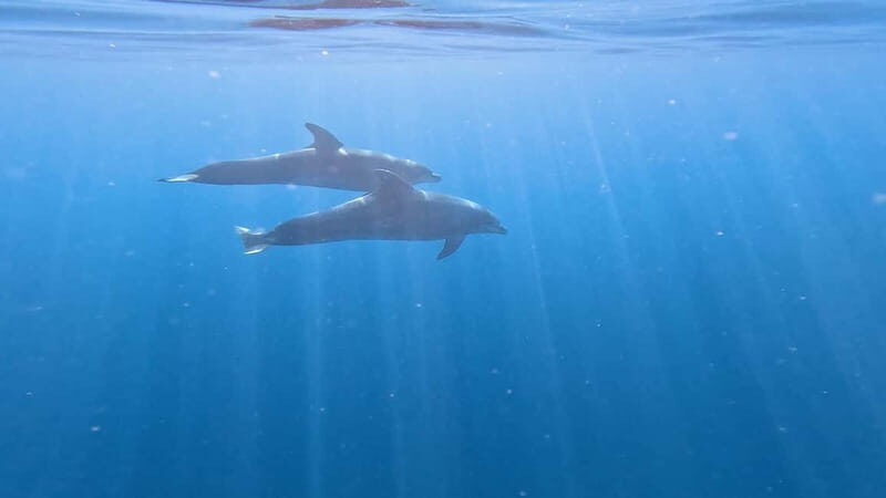 Tenerife: Kayak & Snorkeling Tour - Small Groups - Final Thoughts