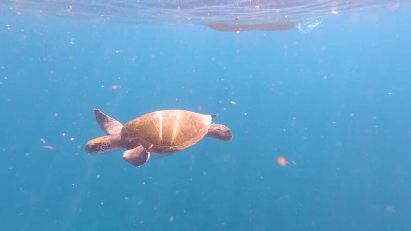 Tenerife: Kayak & Snorkeling Tour - Small Groups - FAQs