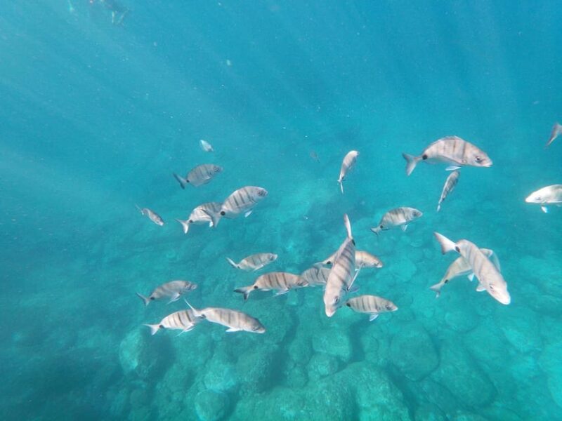 Tenerife: Kayaking and Snorkeling for Groups and Families - Important Considerations and Restrictions