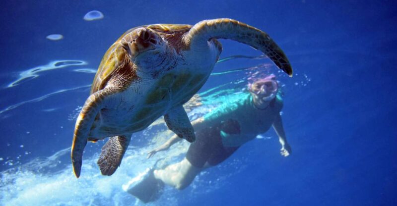 Tenerife: Kayaking and Snorkeling With Turtles - Itinerary and Highlights
